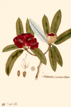 no HD illustration available (4)