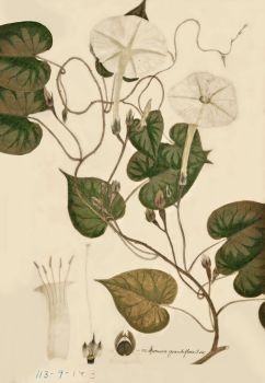 no HD illustration available (4)