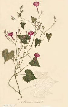 no HD illustration available (4)