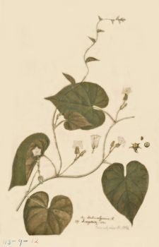 no HD illustration available (4)