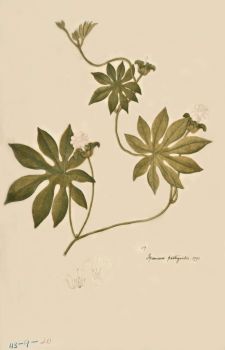 no HD illustration available (4)