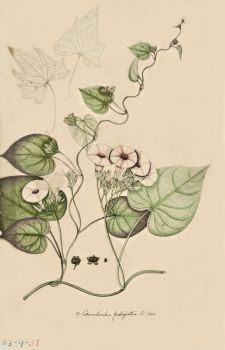 no HD illustration available (4)