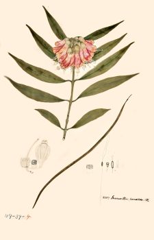 no HD illustration available (4)