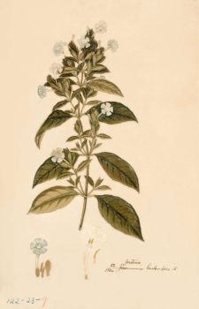 no HD illustration available (4)