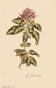 no HD illustration available (4)