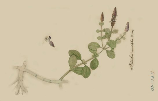 no HD illustration available (4)