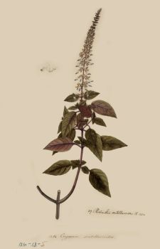 no HD illustration available (4)