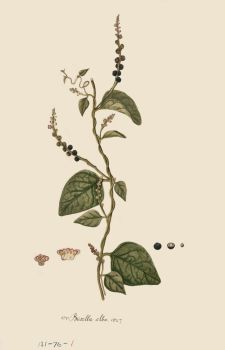 no HD illustration available (4)