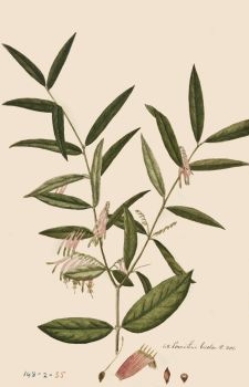 no HD illustration available (4)