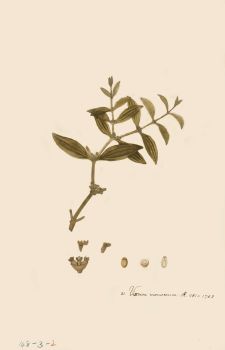 no HD illustration available (4)