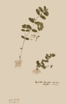 no HD illustration available (4)