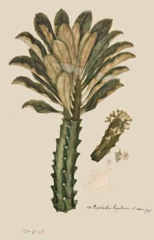 no HD illustration available (4)