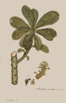 no HD illustration available (4)