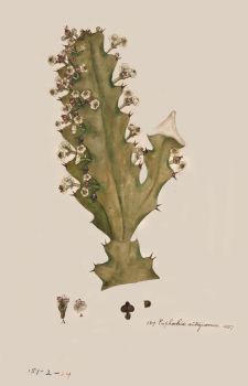 no HD illustration available (4)