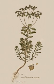 no HD illustration available (4)