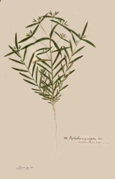 no HD illustration available (4)