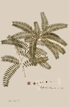 no HD illustration available (4)