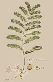 no HD illustration available (4)