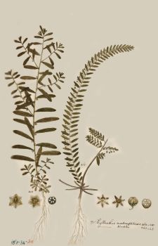 no HD illustration available (4)