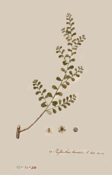 no HD illustration available (4)