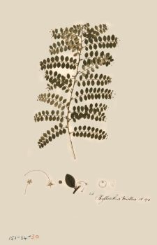 no HD illustration available (4)