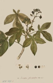 no HD illustration available (4)