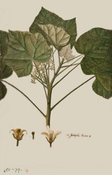 no HD illustration available (4)