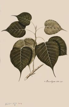 no HD illustration available (4)