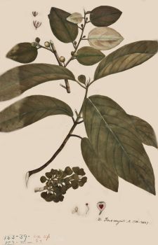 no HD illustration available (4)