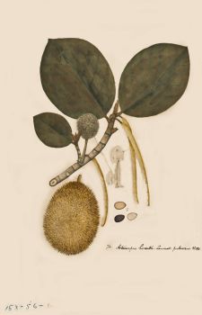 no HD illustration available (4)