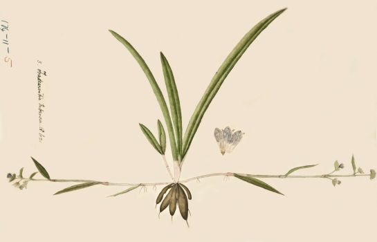 no HD illustration available (4)