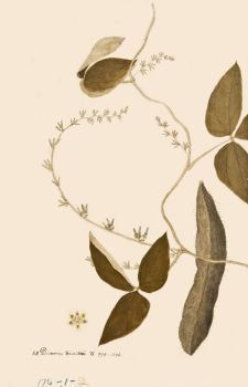 no HD illustration available (4)