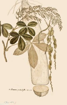 no HD illustration available (4)