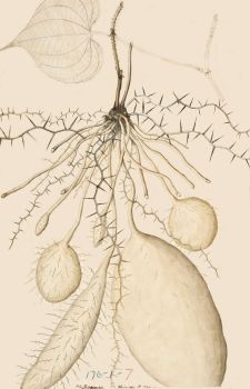 no HD illustration available (4)