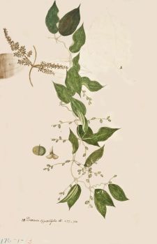 no HD illustration available (4)