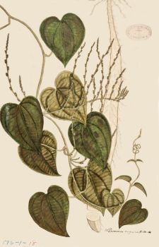 no HD illustration available (4)