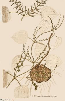 no HD illustration available (4)