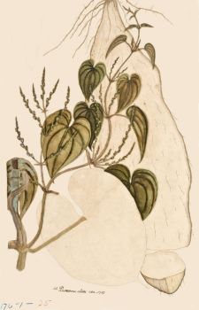 no HD illustration available (4)