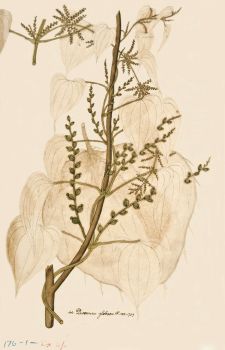 no HD illustration available (4)