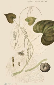 no HD illustration available (4)