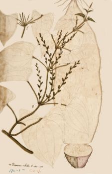 no HD illustration available (4)