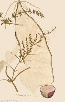 no HD illustration available (4)