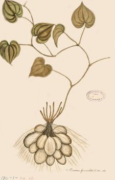 no HD illustration available (4)