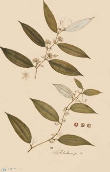 no HD illustration available (4)