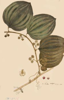 no HD illustration available (4)