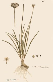 no HD illustration available (4)