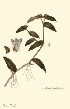 no HD illustration available (4)