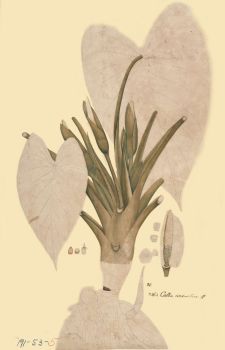 no HD illustration available (4)