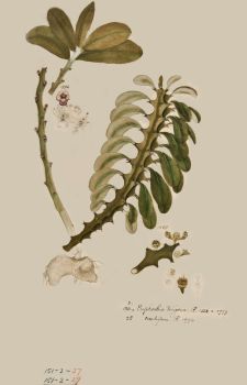 no HD illustration available (4)