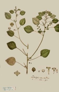 no HD illustration available (4)